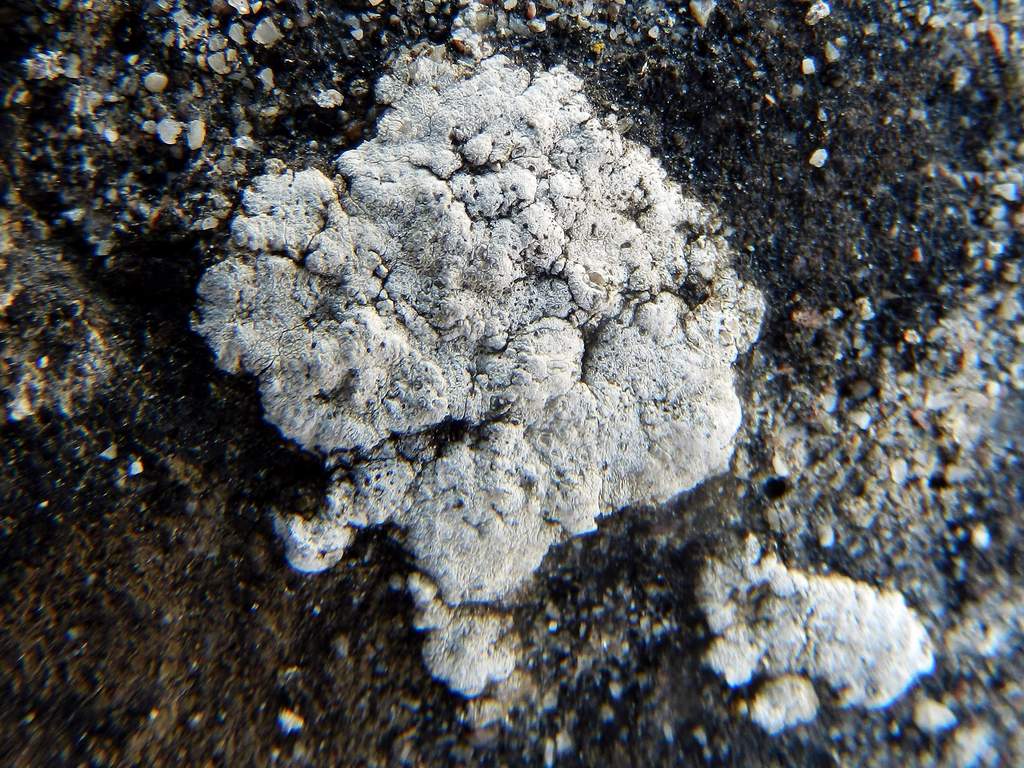 Lichene da identificare